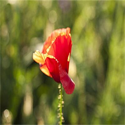 花开遍野